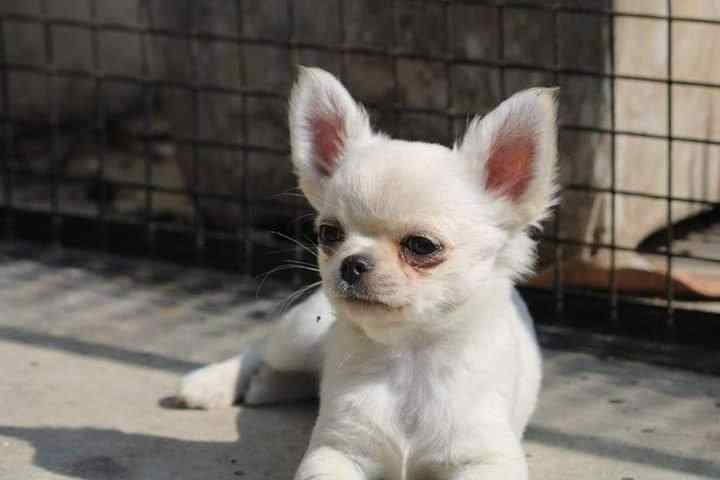 Chihuahua Puppies For Sale In Delhi